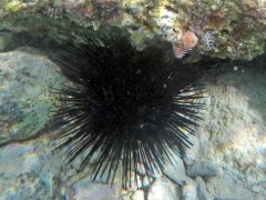 Long spine sea urchin